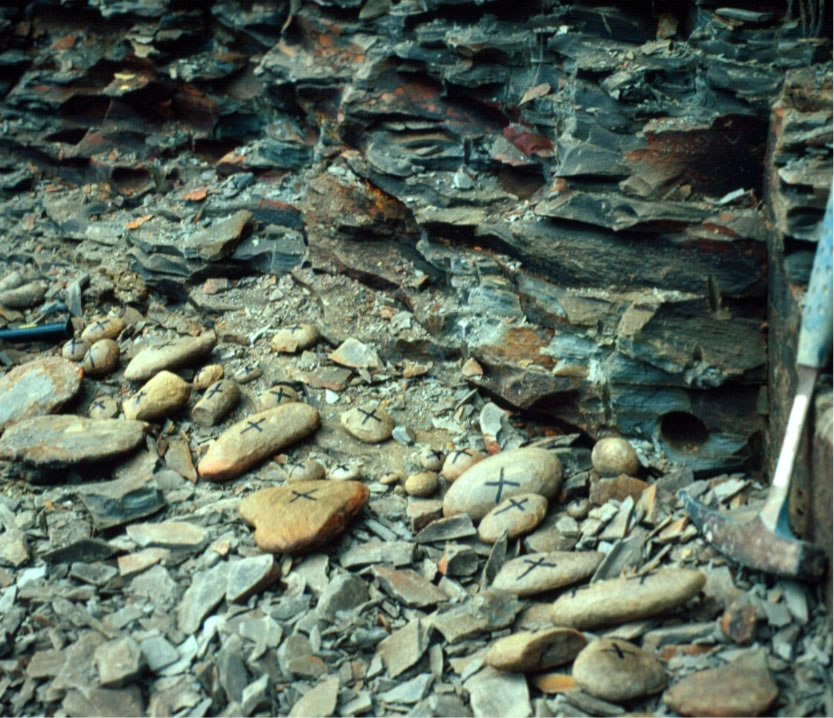 美国伊利诺伊州北部3亿年前的生态系统包括三个古环境