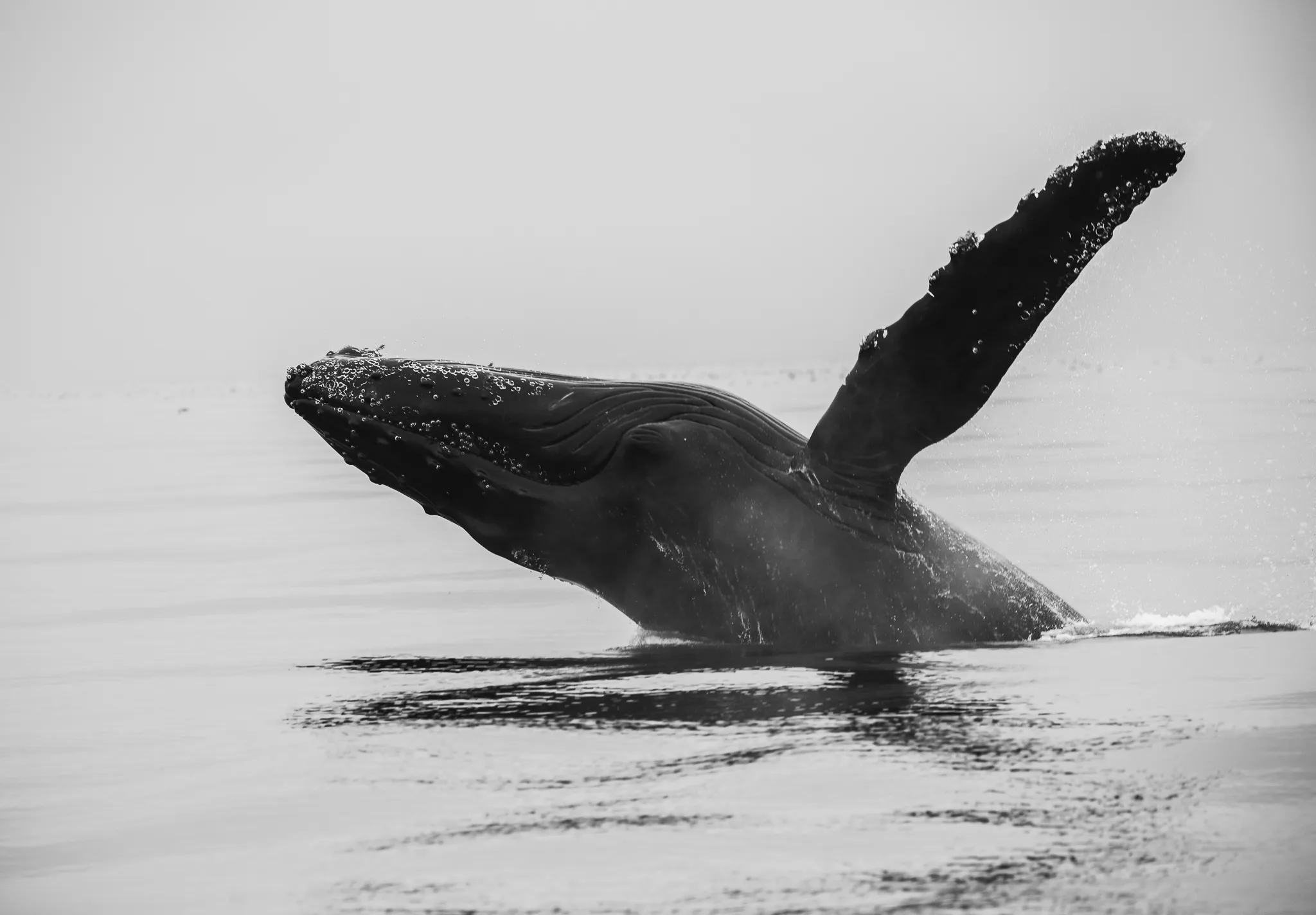 从疤痕到藤壶花,鲸鱼的尾巴是它生命的生动记录