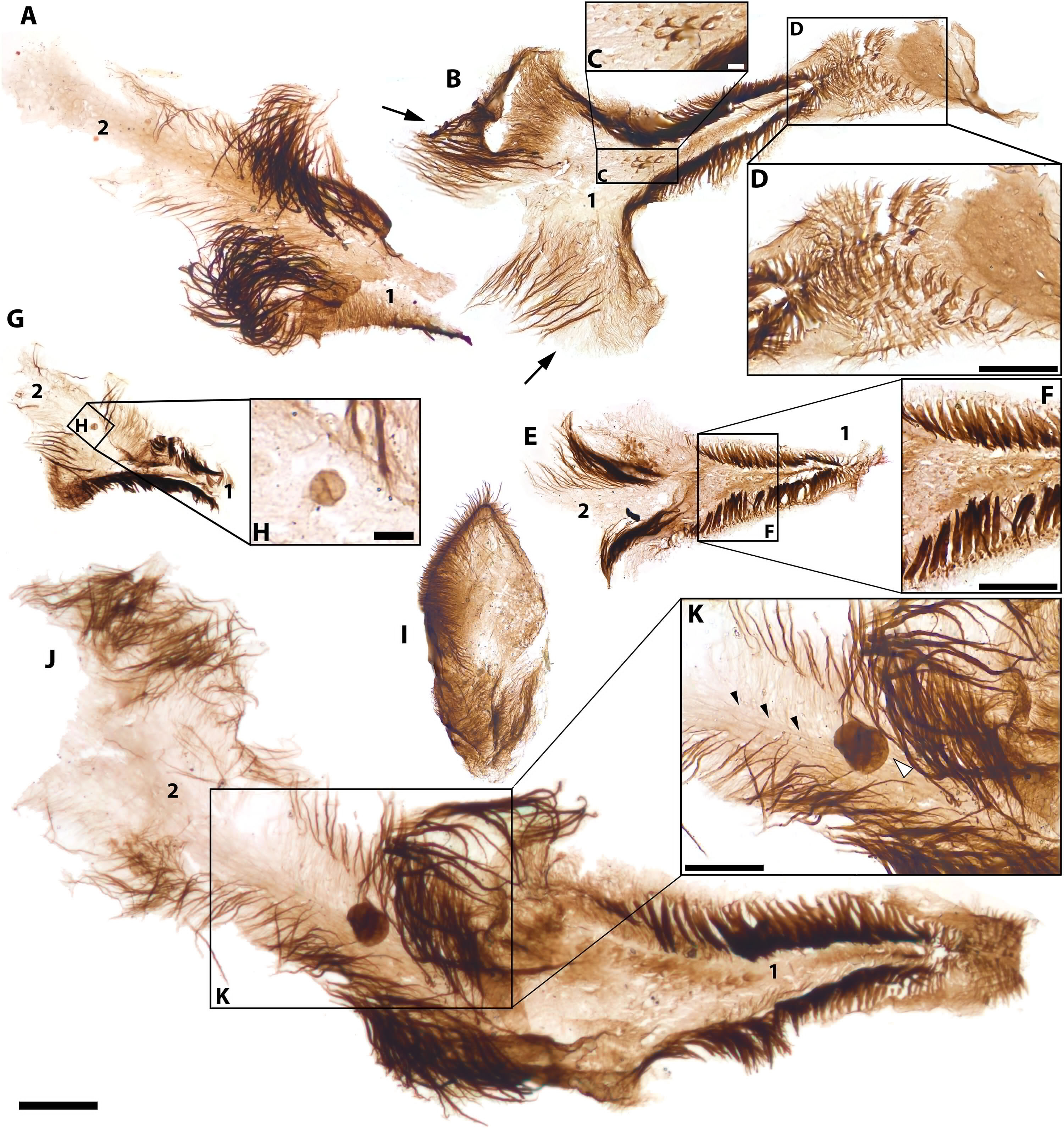化石发现揭示,大峡谷是早期动物进化的“金发姑娘区”