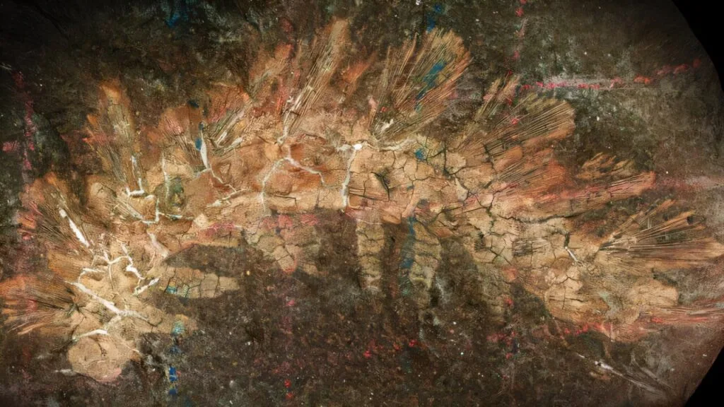 化石曾经认为毛毛虫现在是已知最古老的非海洋叶足动物