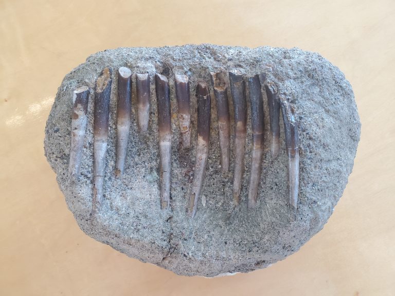 从化石牙齿的化学成分中发现恐龙饮食的线索