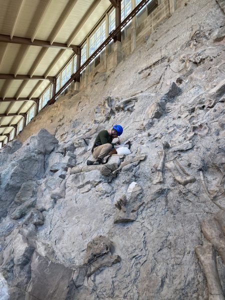 从化石牙齿的化学成分中发现恐龙饮食的线索