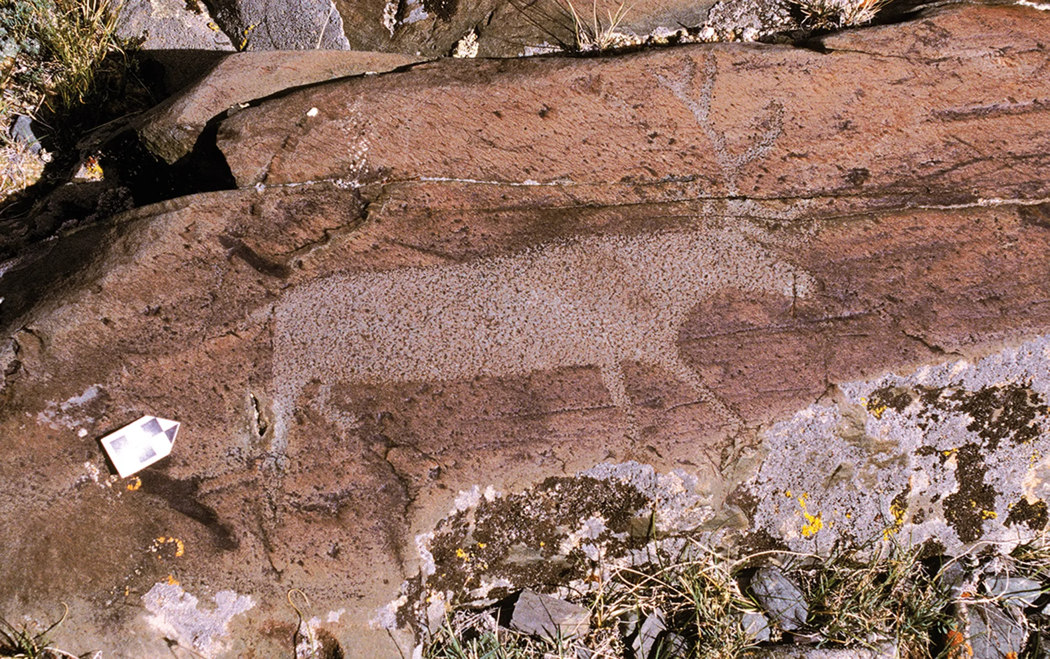 为什么古代人把麋鹿描绘成狼一样的怪物