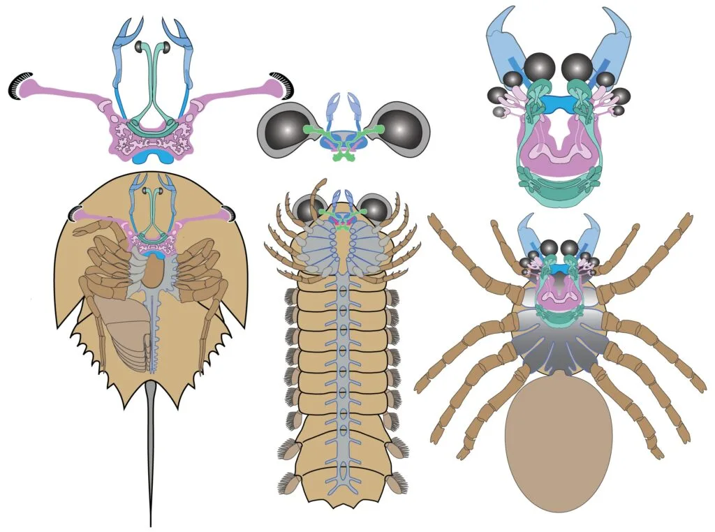 蜘蛛可能在水下进化,证据就在它们的大脑里