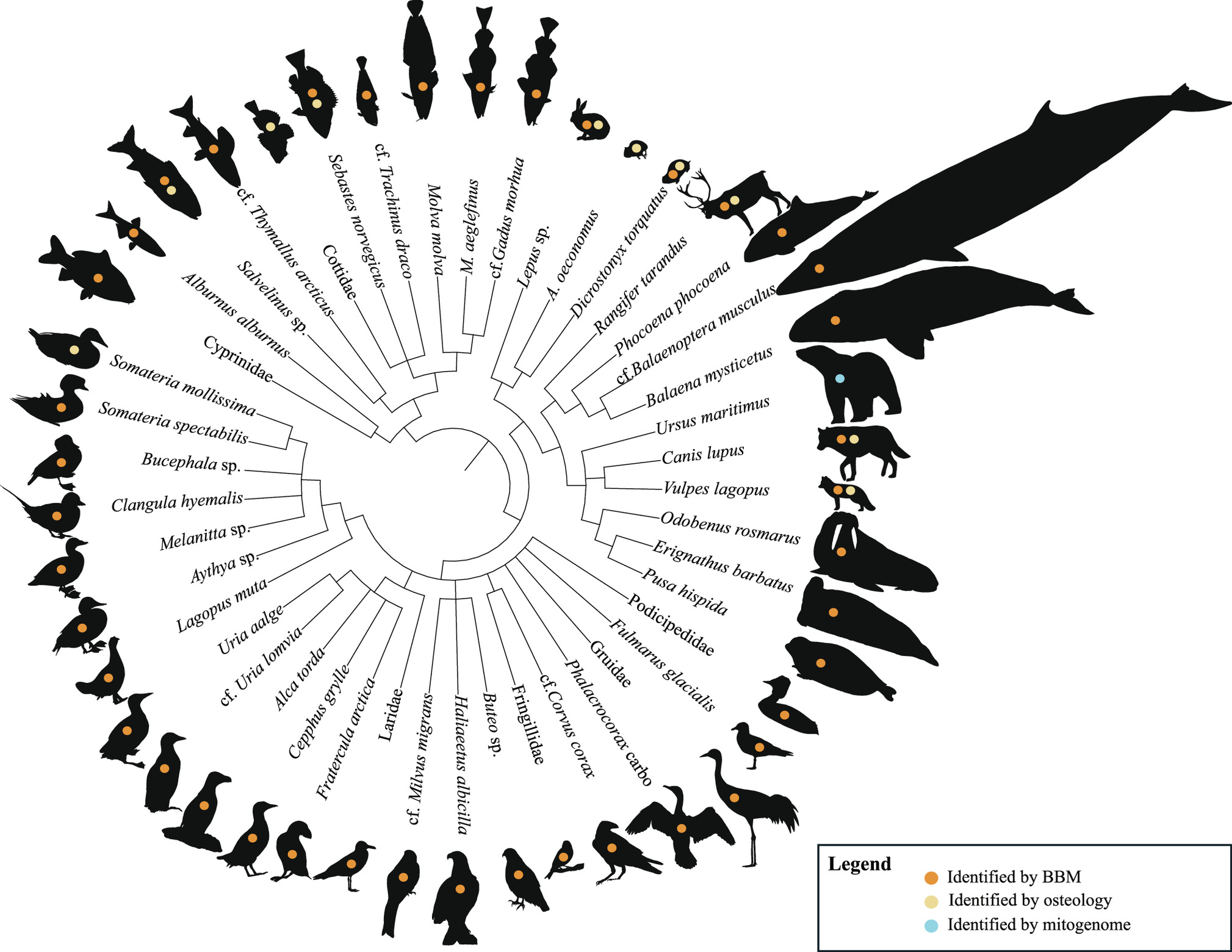 科学家在挪威洞穴中发现了75000年前的北极动物遗骸