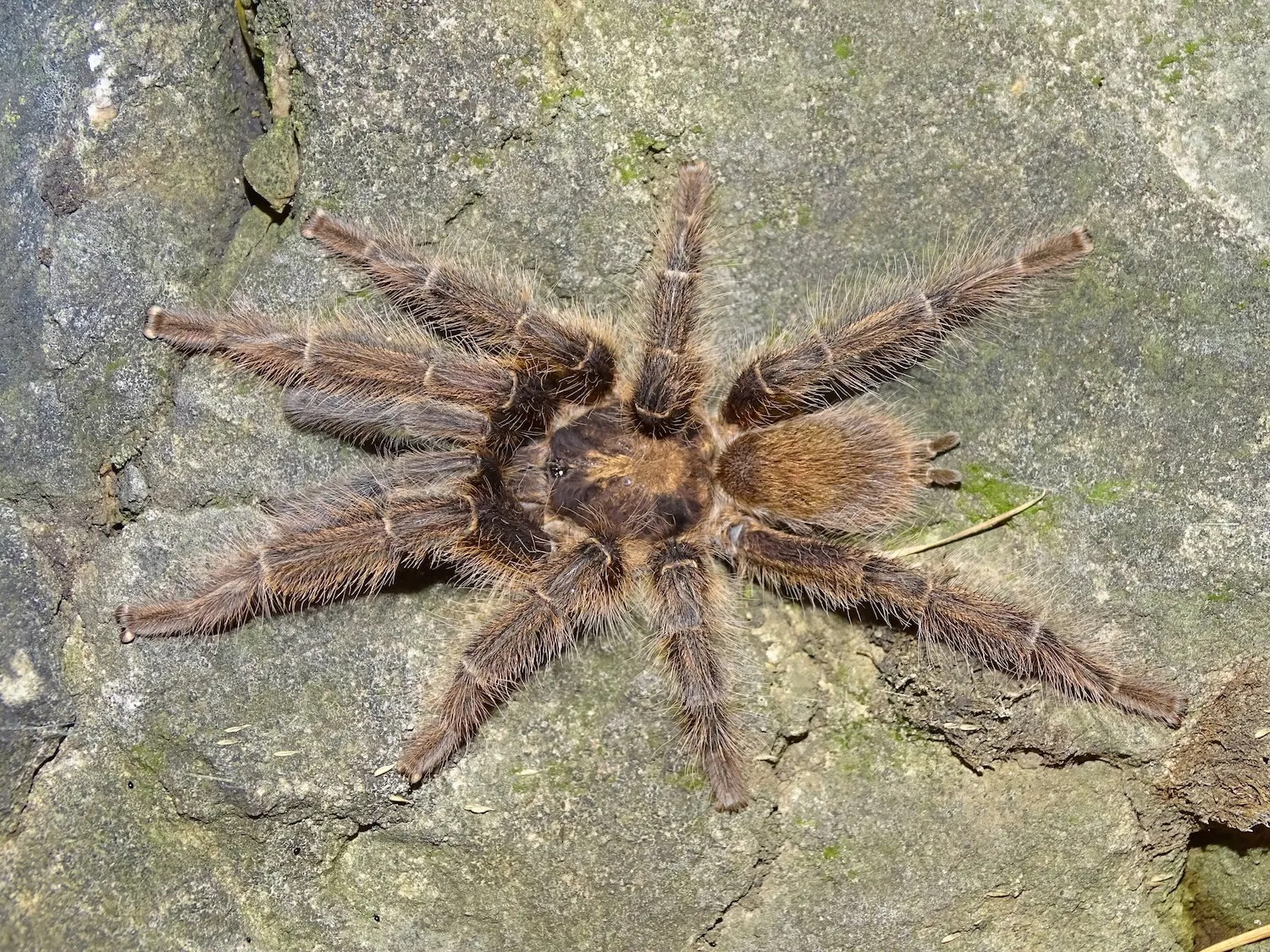 这些狼蛛的生殖器太长了,需要一个新的属