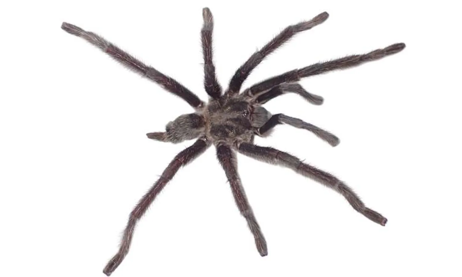 这些狼蛛的生殖器太长了,需要一个新的属