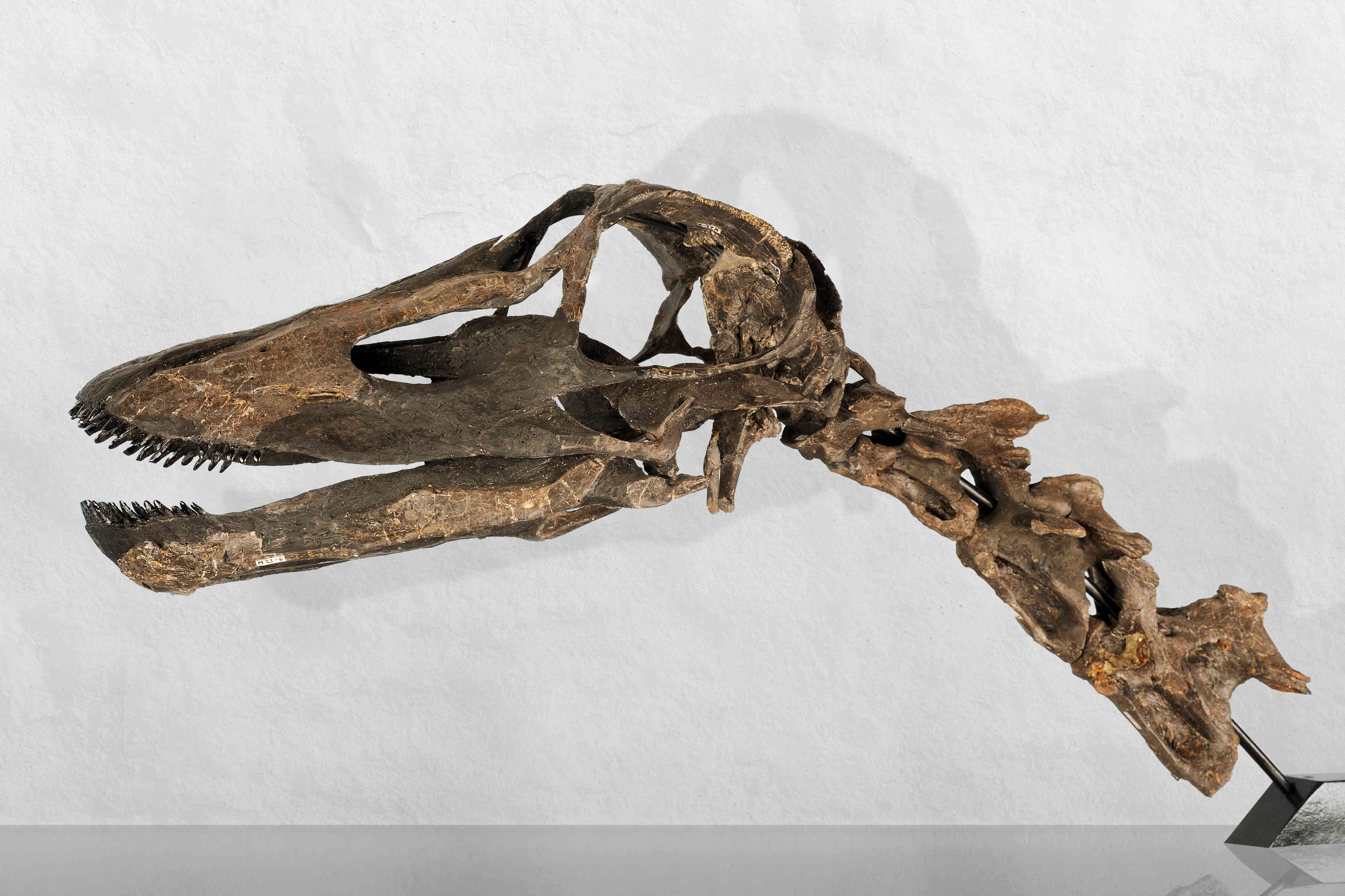 恐龙的牙齿就像“气候时间胶囊”,揭开了地球古老温室气候的秘密