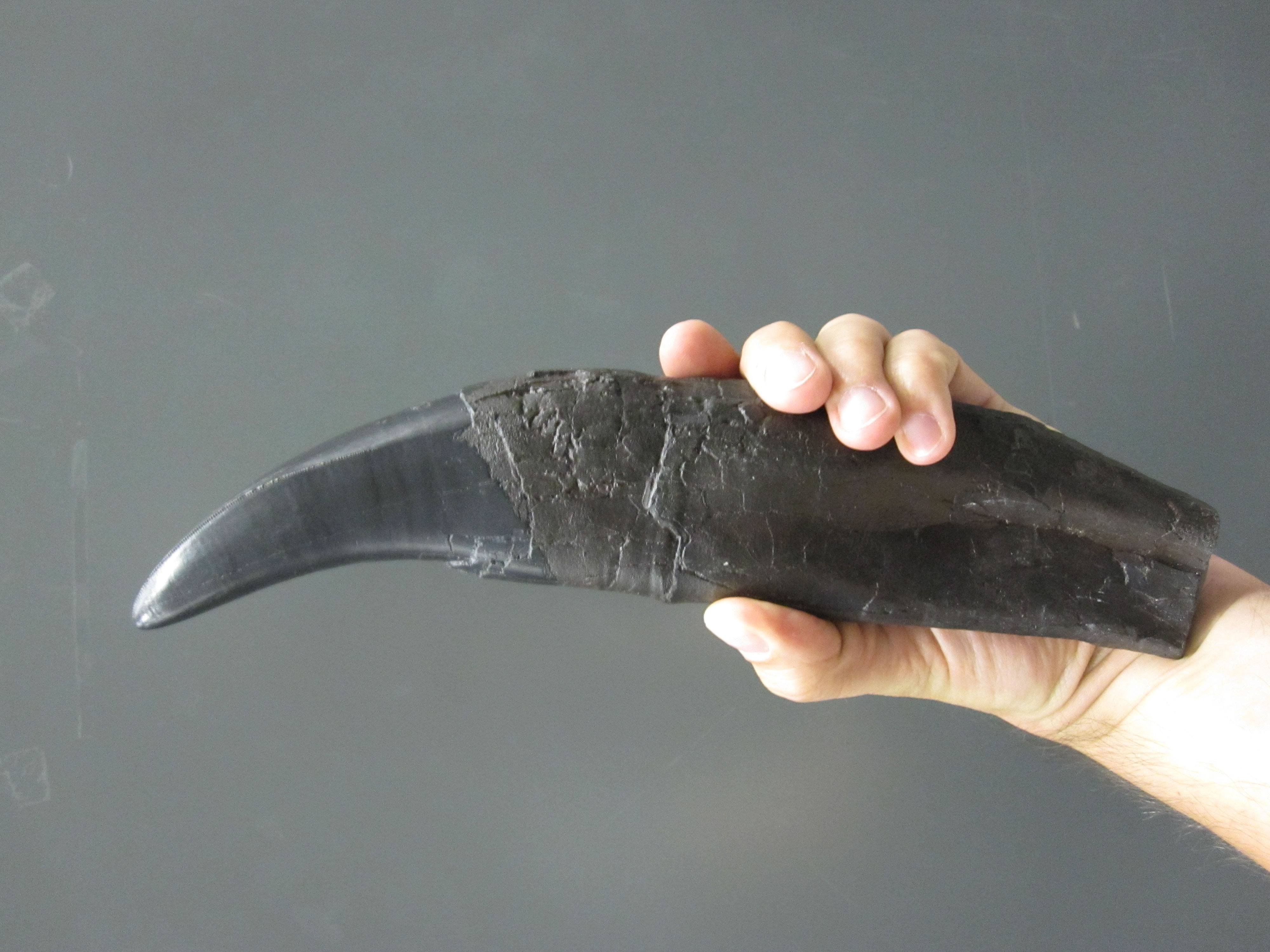 恐龙的牙齿就像“气候时间胶囊”,揭开了地球古老温室气候的秘密