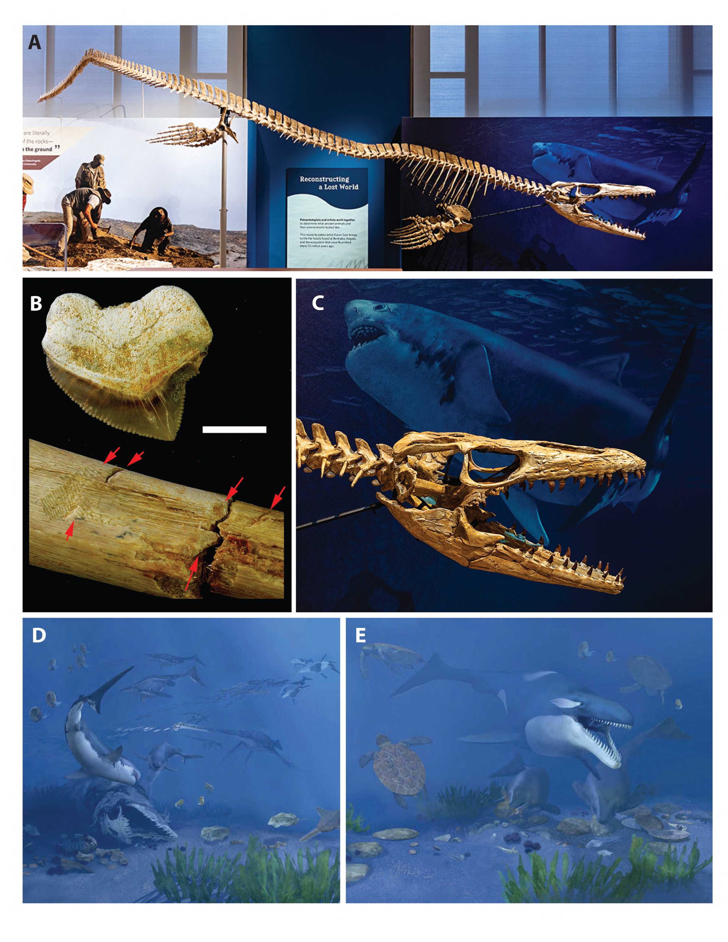 ·˹ݵĻʯʾɱСײǰ