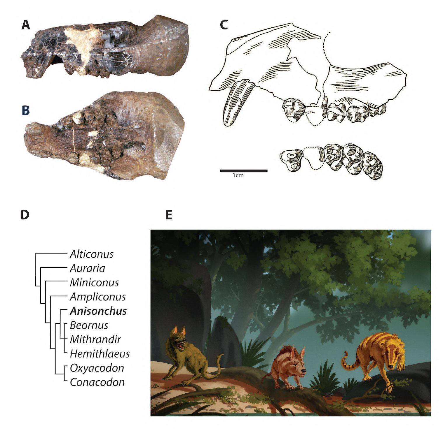 ·˹ݵĻʯʾɱСײǰ