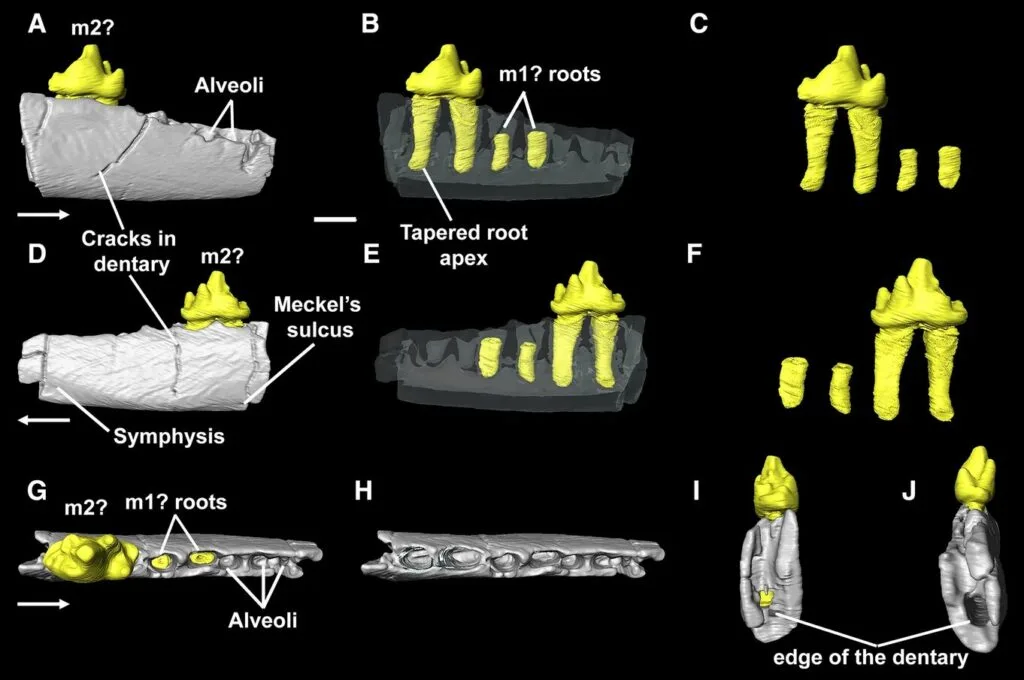ڸֵ֪ϵdocodontanʯС˽
