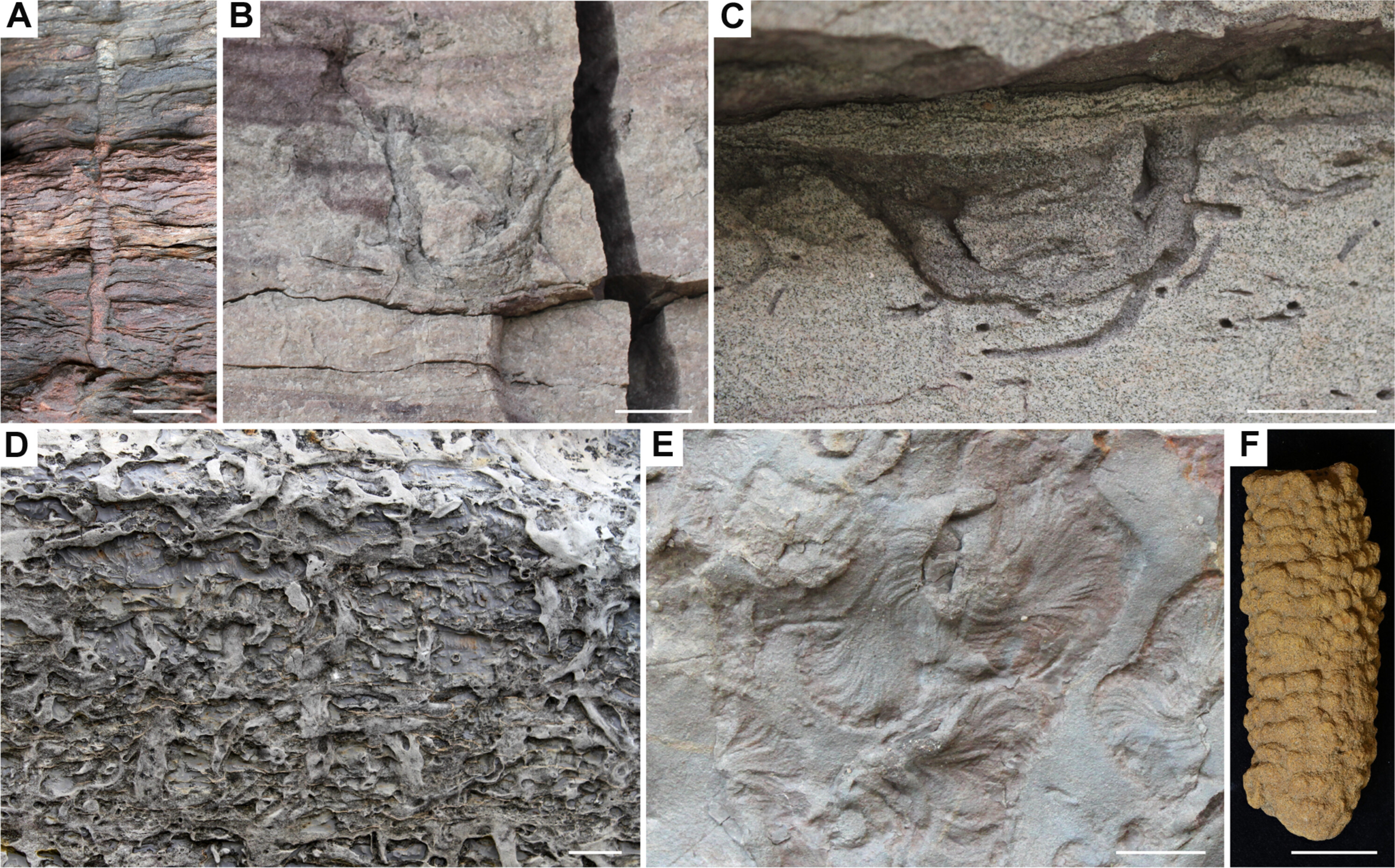 随着世界的动荡:5.4亿年来生物扰动如何塑造海底