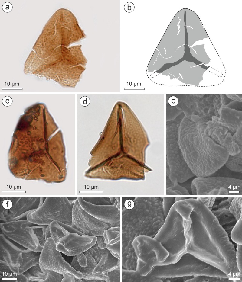 2.96ǰĻʯʾ˹Ŵֲİ