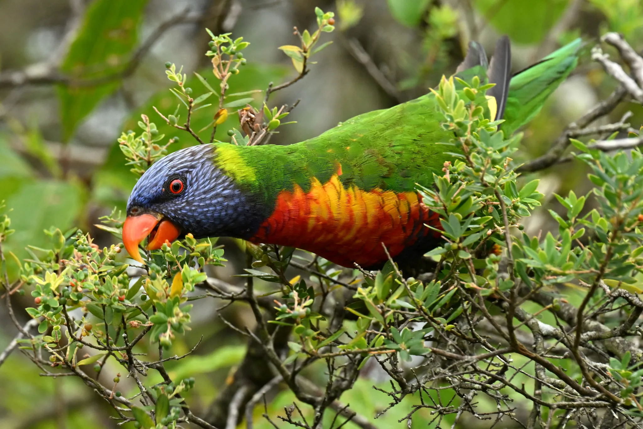 为什么雄鸟会下蛋?