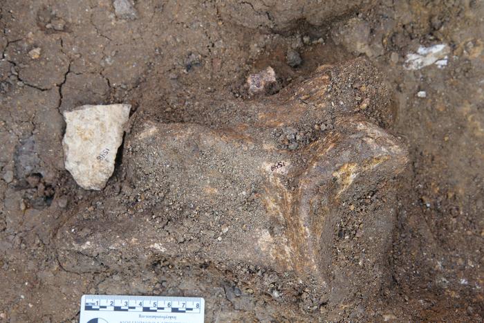 �����ǳ�����ʯ����ʾ���Ŵ���������������ԭ����������Ӣ��