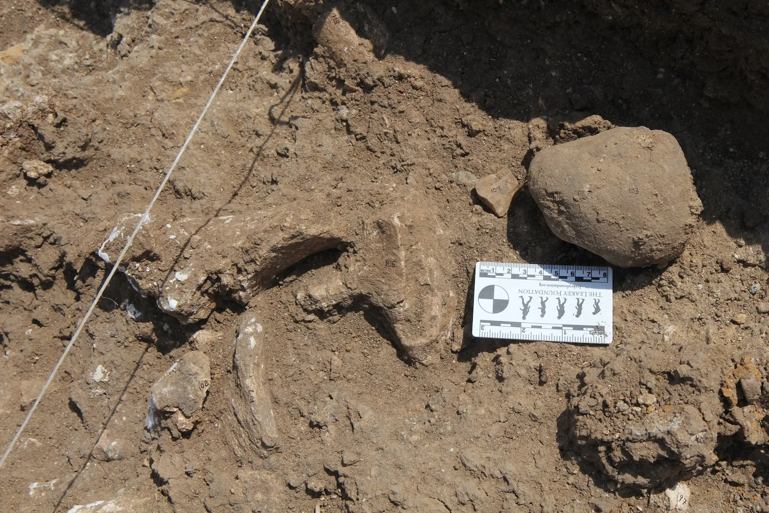 ʯ��ʱ�������������Ӣ��Ѱ����������ʯ