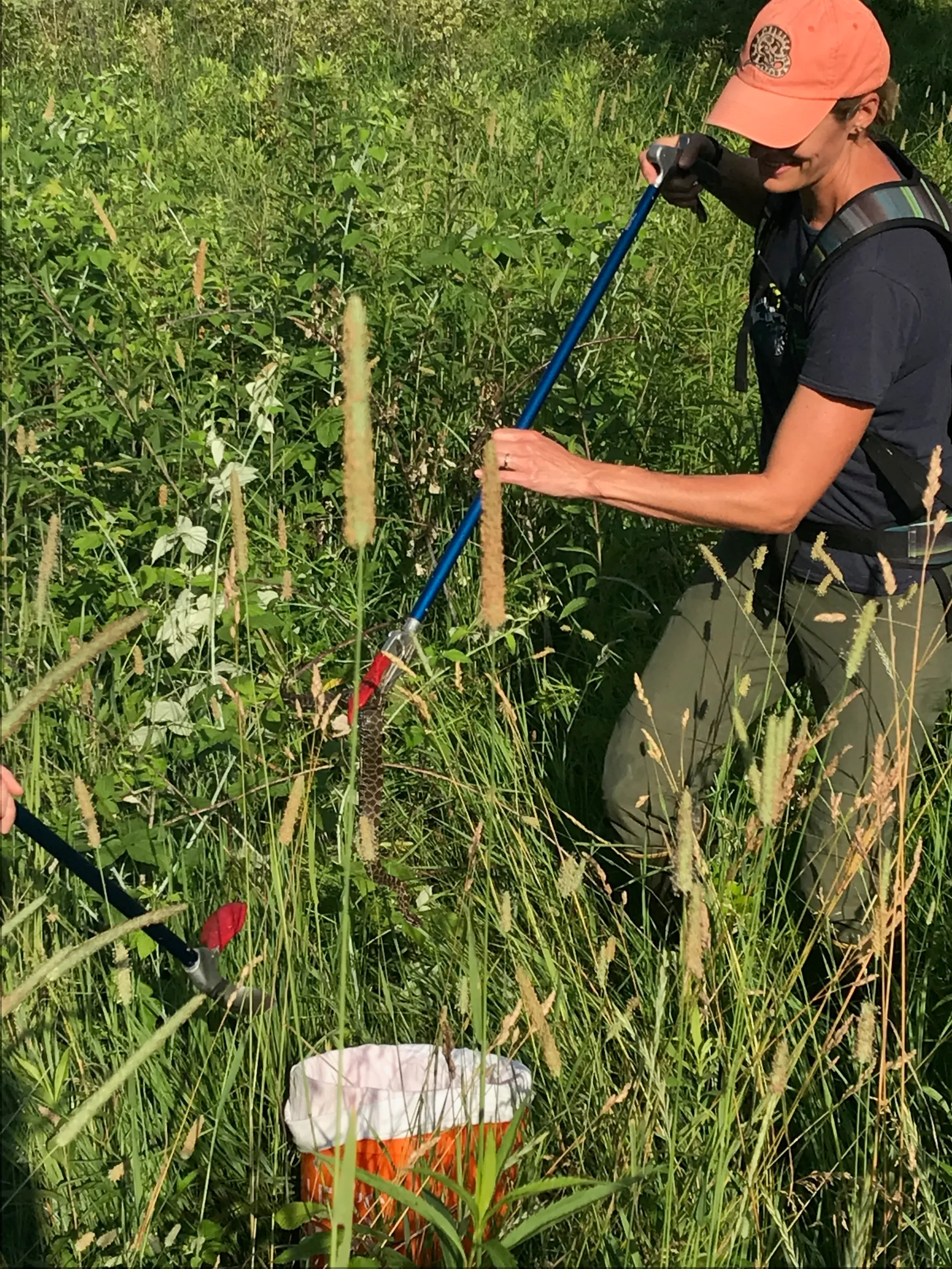 密歇根州唯一的响尾蛇是近亲繁殖