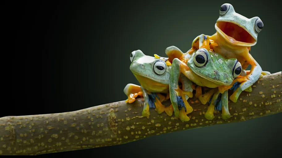 ֪ڶԵġըнģǶԡ֮״η