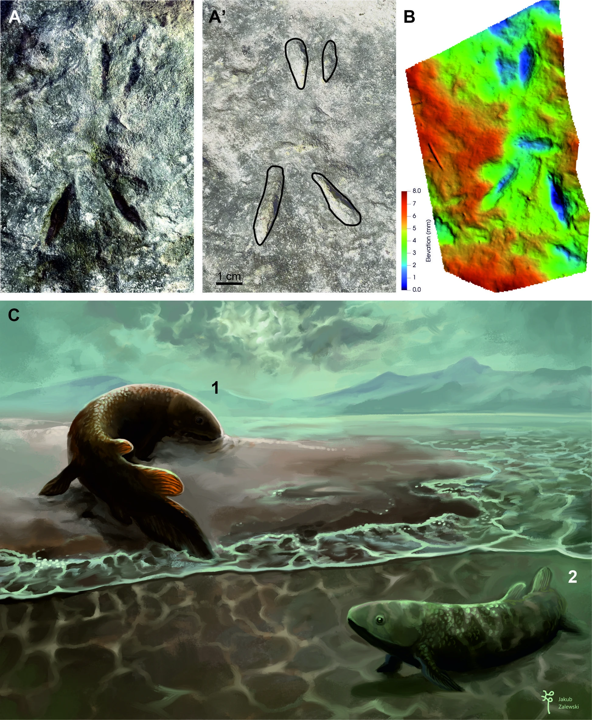 鱼类的足迹化石显示出最早的陆地移动适应能力