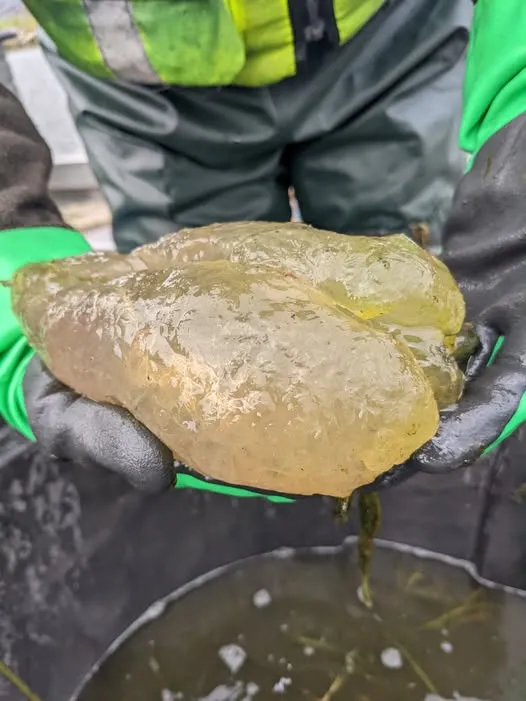 休伦湖发现“被诅咒的软糖熊”