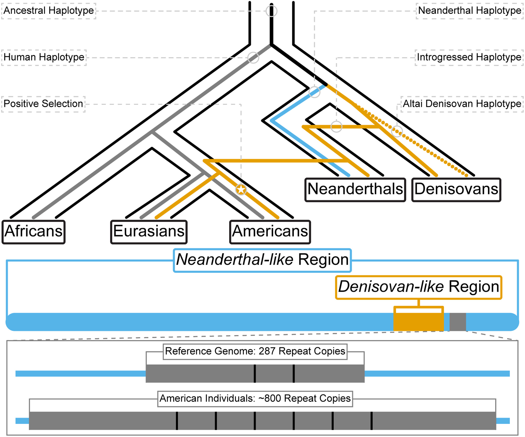 来自已灭绝古人类的DNA可能帮助古代民族在美洲生存