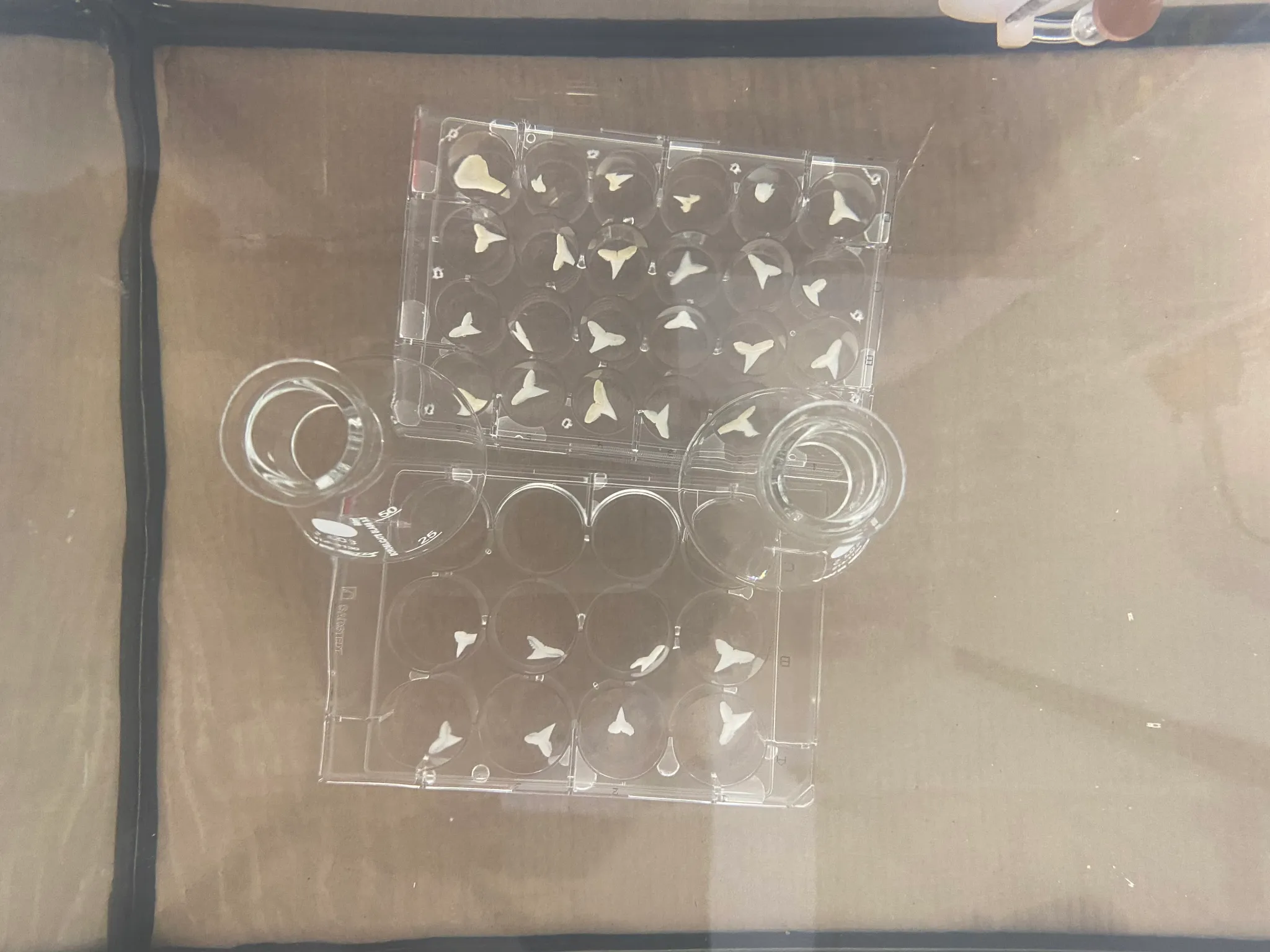 鲨鱼可能正在失去咬合力