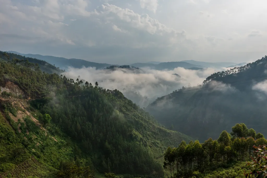 雌性山地大猩猩拥有强大的权力