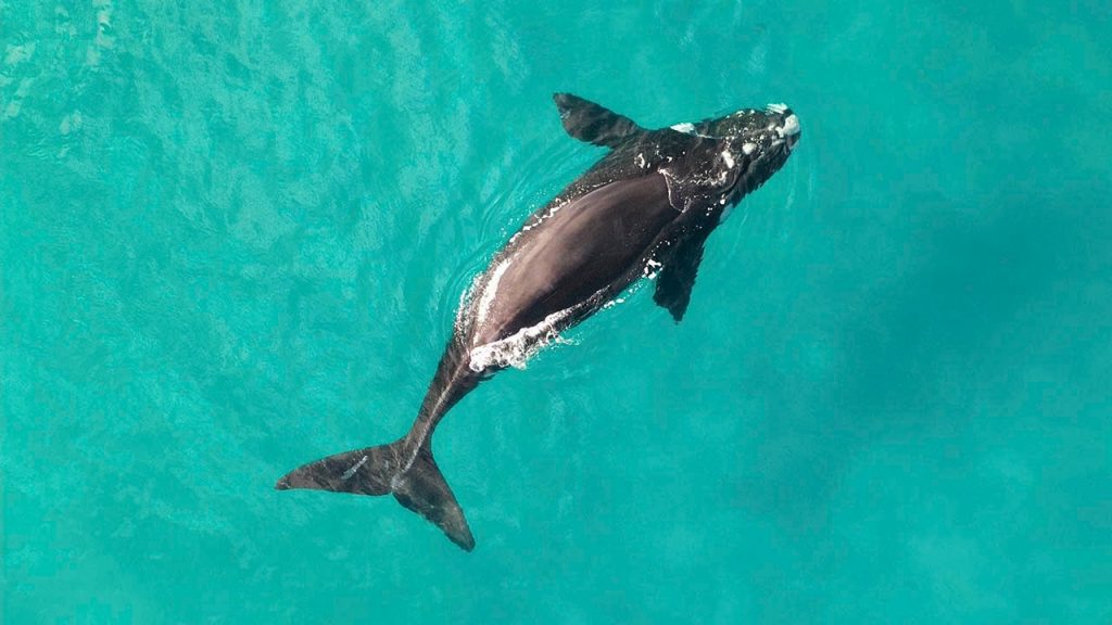 鲸鱼觅食区的发现引发了保护呼吁