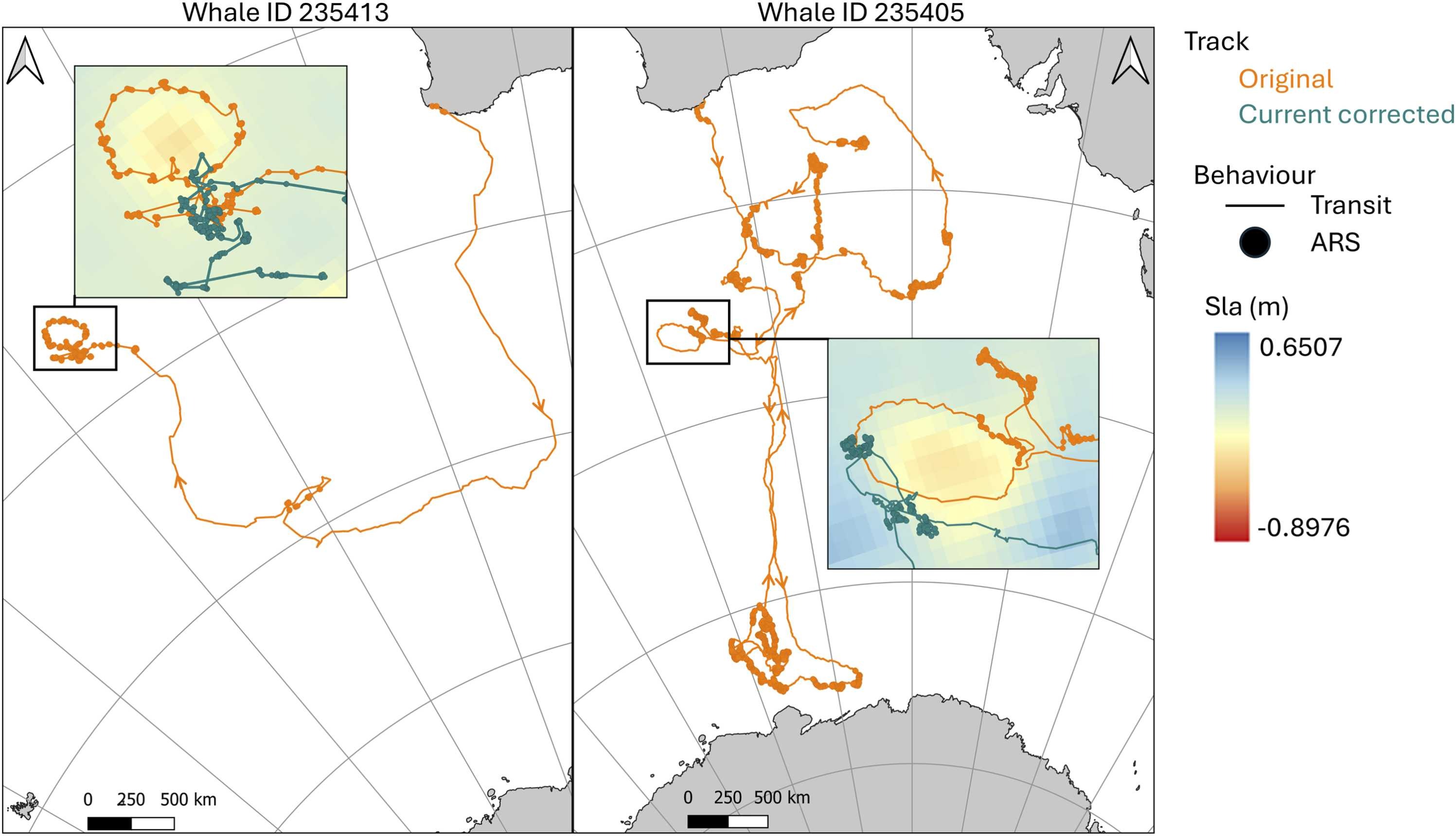 鲸鱼觅食区的发现引发了保护呼吁