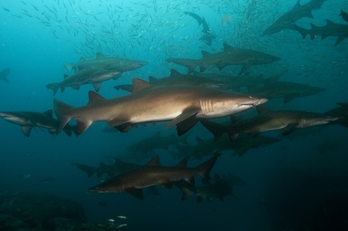澳大利亚东部灰护士鲨种群缓慢增长表明保护行动正在按计划进行