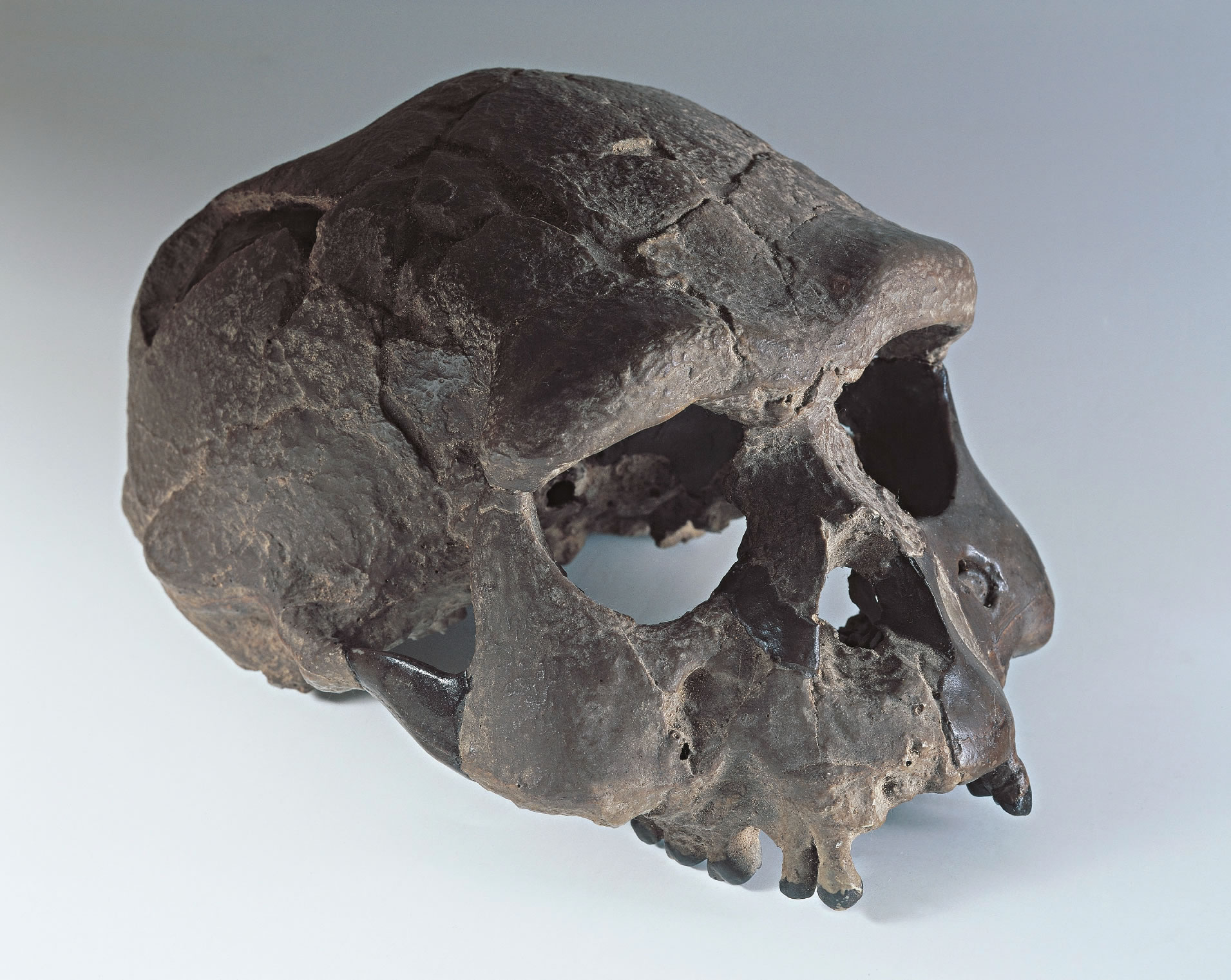 直立人:关于第一个离开非洲的人类谱系的事实