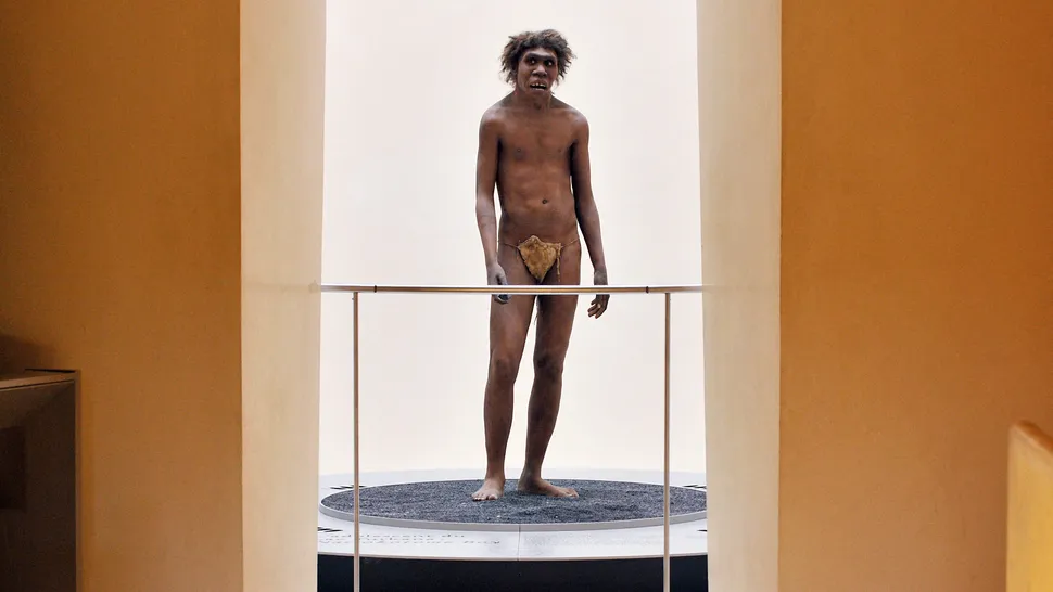 直立人:关于第一个离开非洲的人类谱系的事实