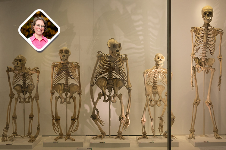 研究揭示了人类两足行走的进化分为两步