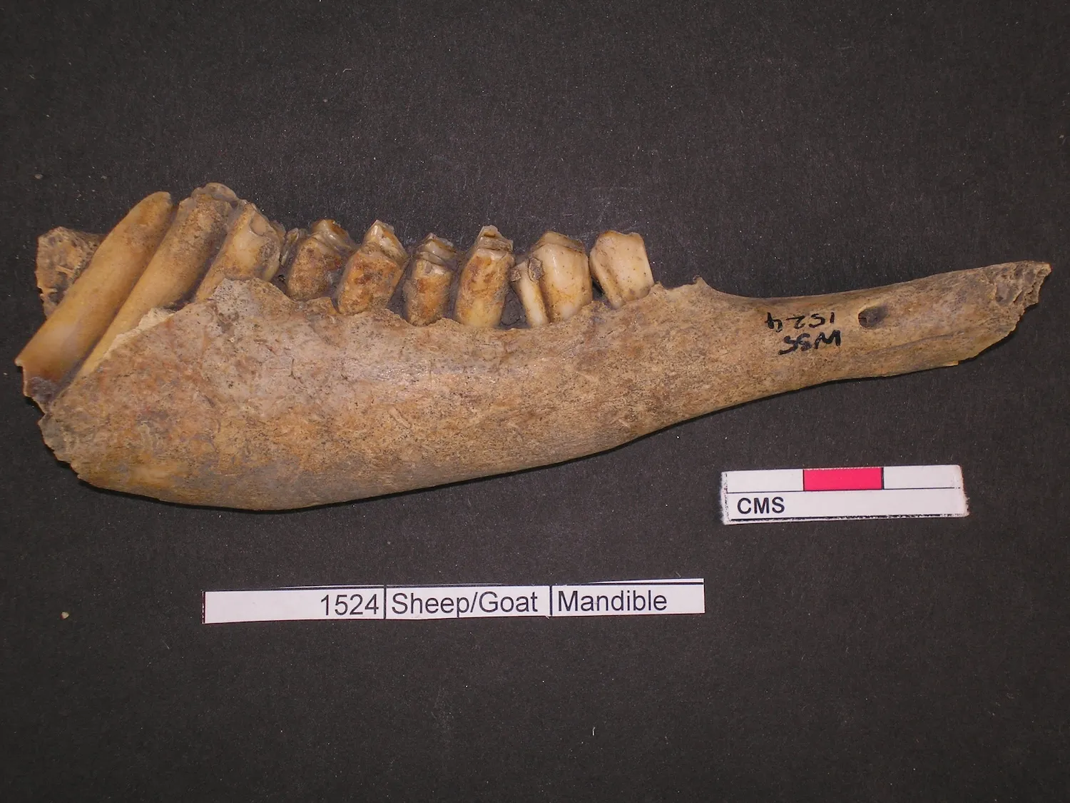 古英国垃圾堆中发现的青铜时代盛宴