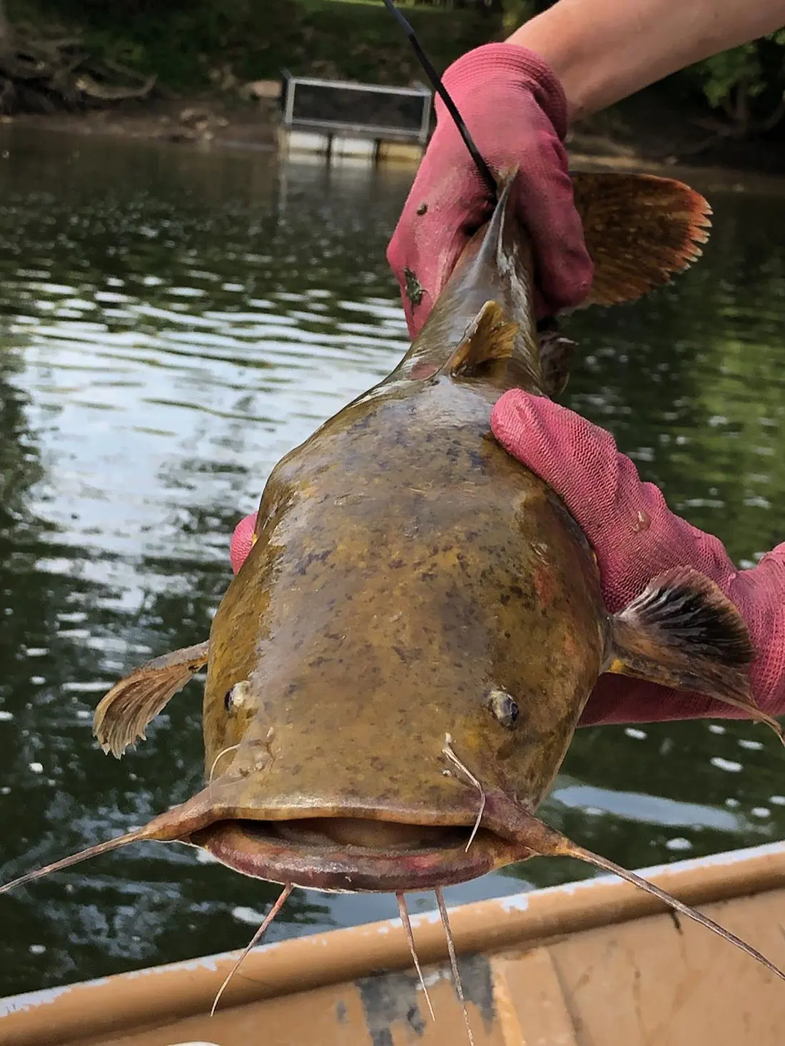 怪物鲶鱼及其令人毛骨悚然的微笑入侵了宾夕法尼亚州的河流