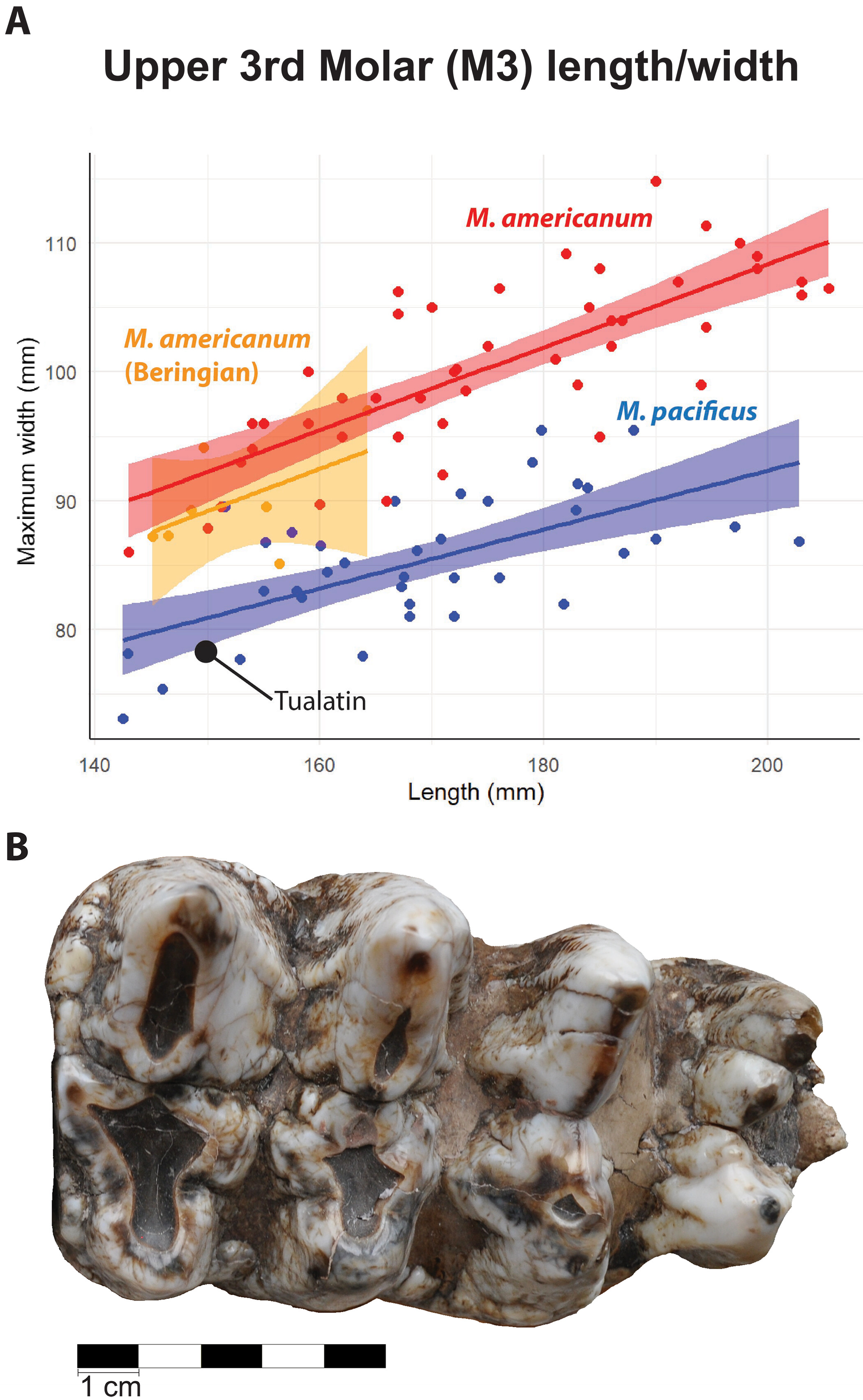 古代DNA揭示了极其复杂的乳齿象家族和气候变化驱动的反复迁徙