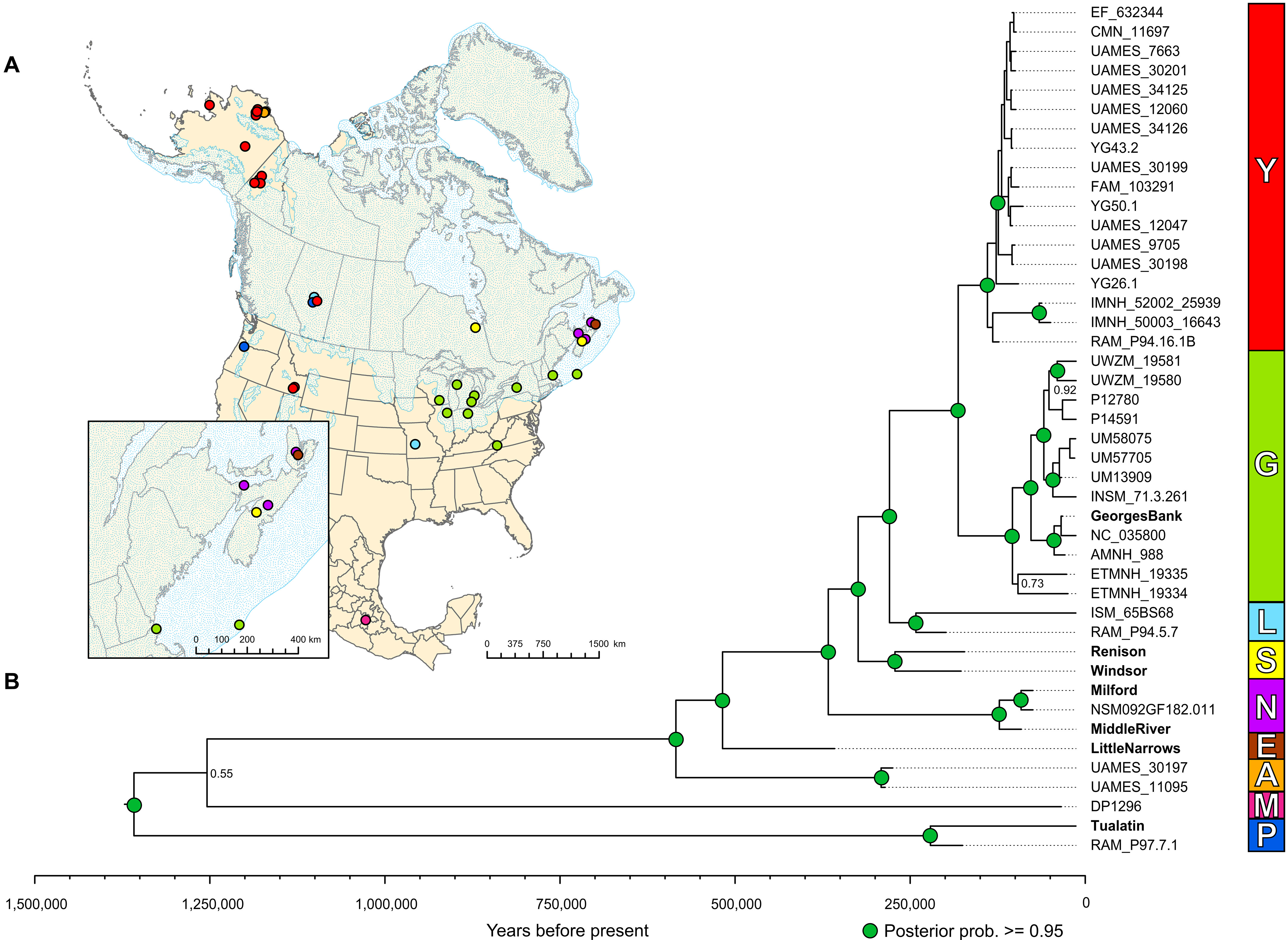 古代DNA揭示了极其复杂的乳齿象家族和气候变化驱动的反复迁徙