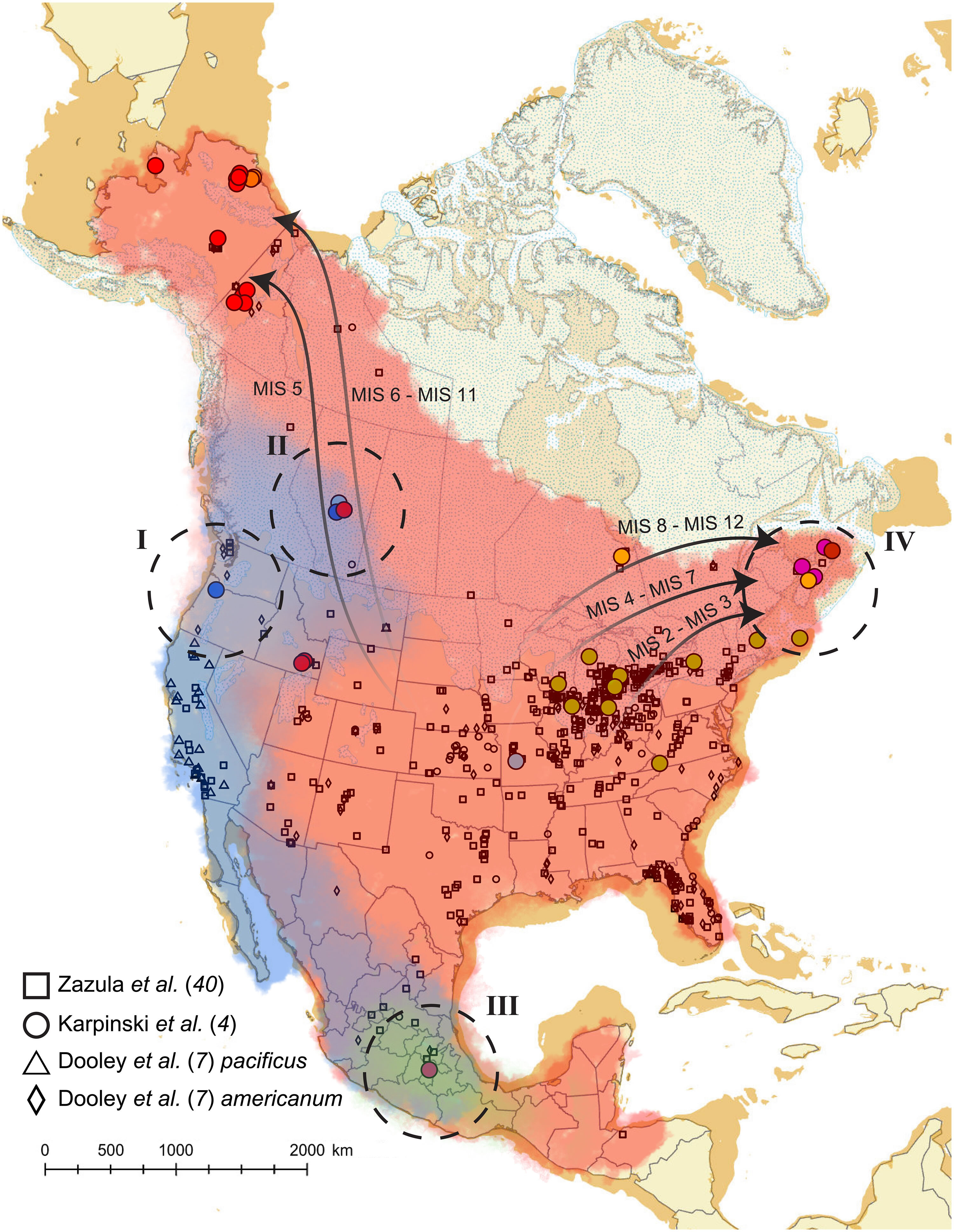 古代DNA揭示了极其复杂的乳齿象家族和气候变化驱动的反复迁徙