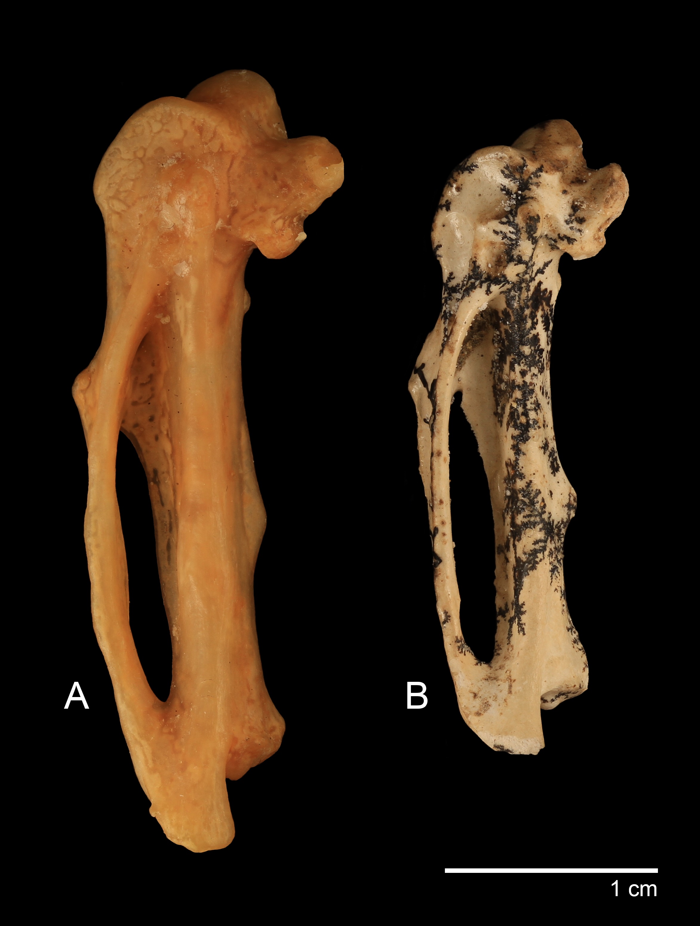 澳大利亚发现1700万年前的大型灭绝鸣禽化石