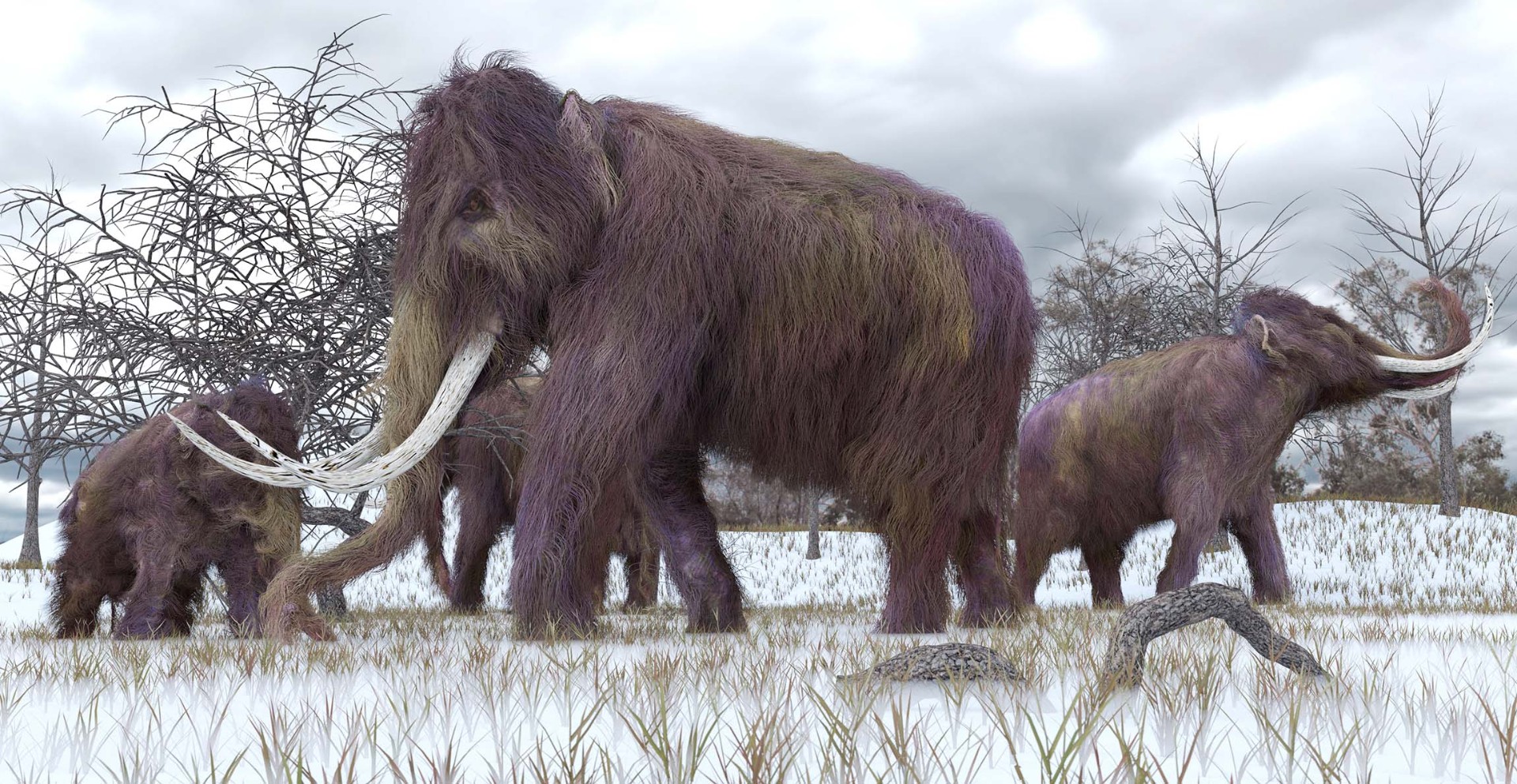 牙齿化石显示,杂交猛犸象在种间繁殖后在北美漫游