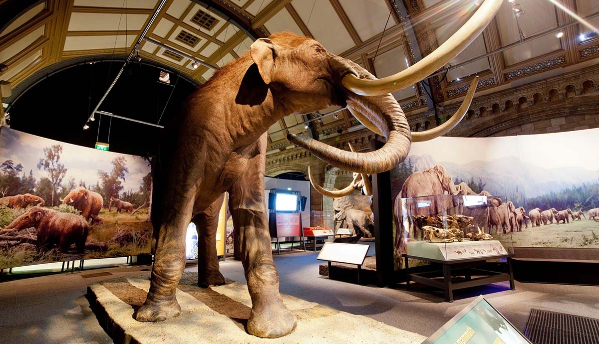 牙齿化石显示,杂交猛犸象在种间繁殖后在北美漫游