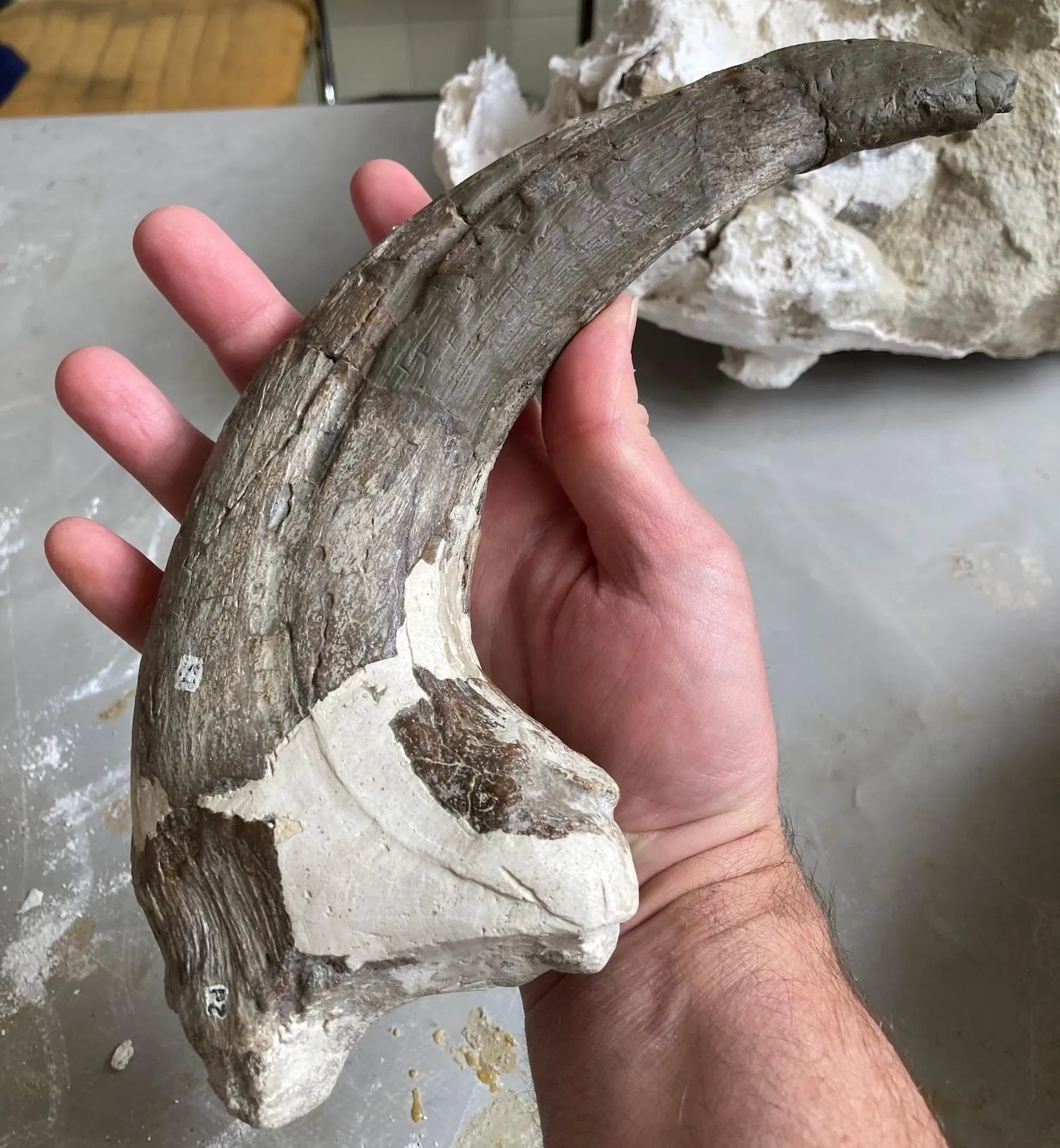 重达2000磅的大盗龙在捕食鳄鱼时死亡