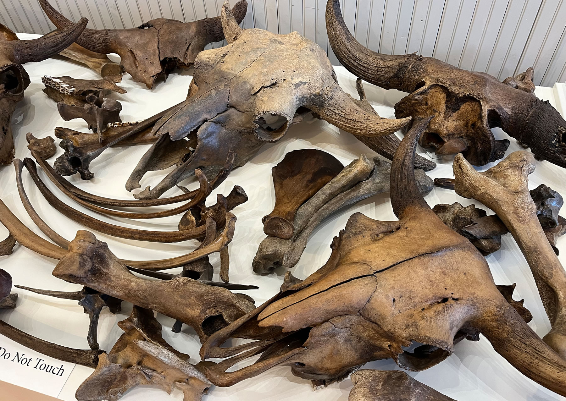 业余古生物学家在明尼苏达州农村开设化石博物馆