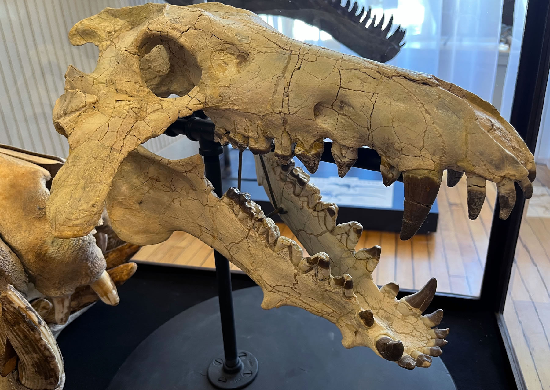 业余古生物学家在明尼苏达州农村开设化石博物馆