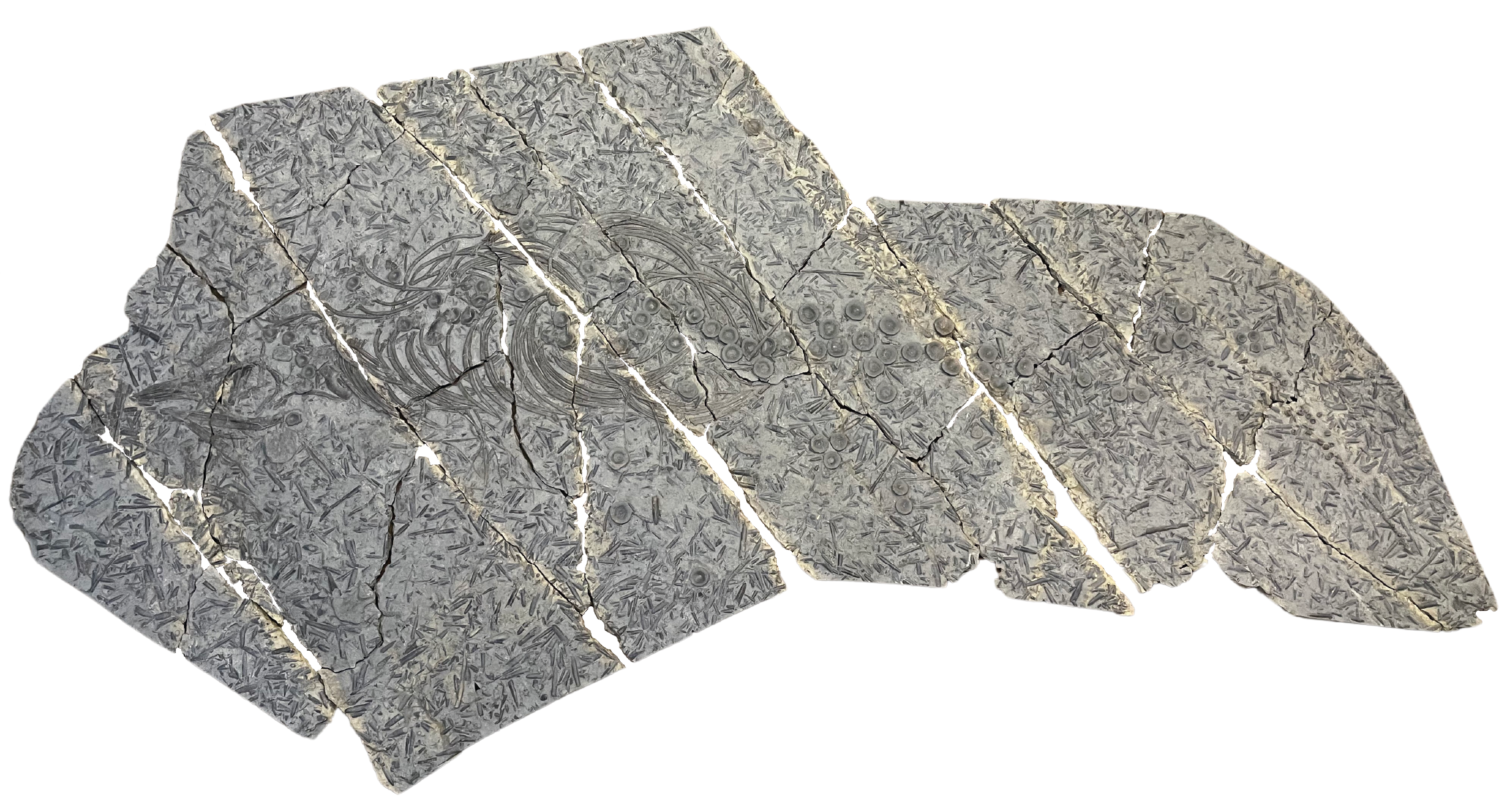 侏罗纪粘土坑中发现了具有强壮肋骨的新鱼龙物种