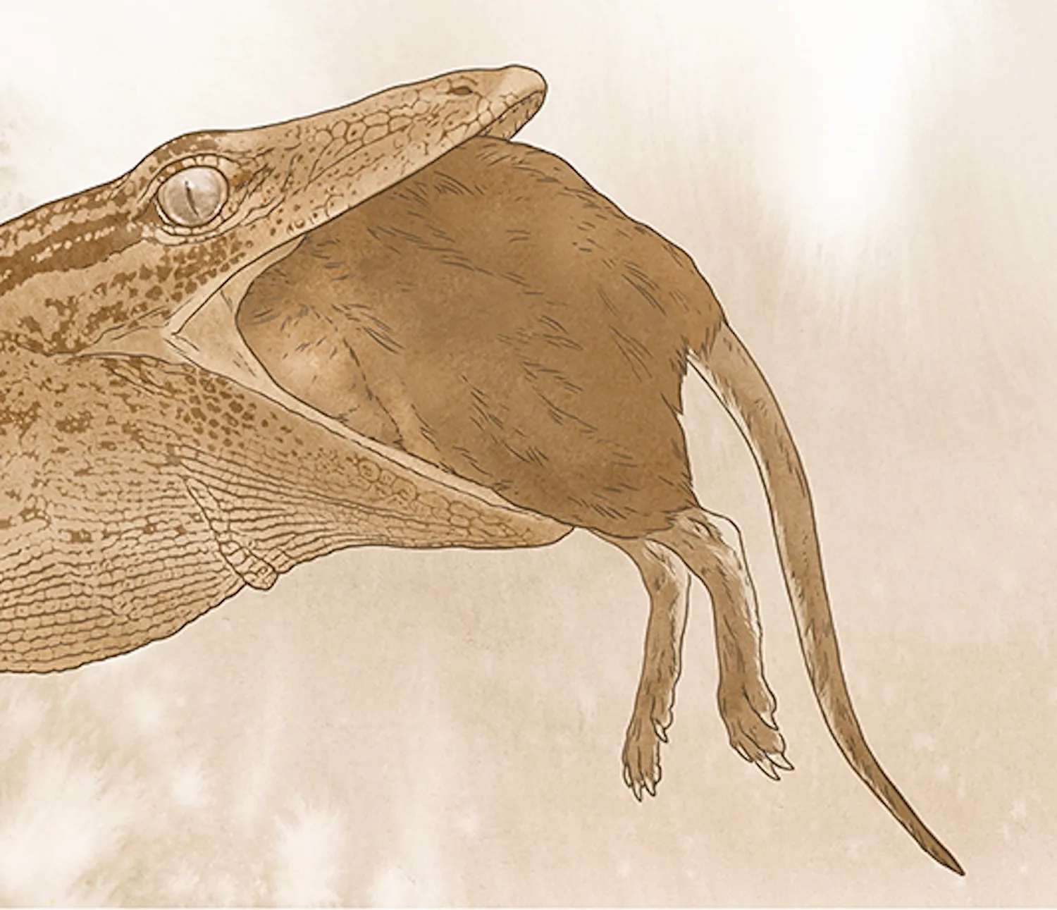 猫大小的侏罗纪爬行动物有蟒蛇般的下颚