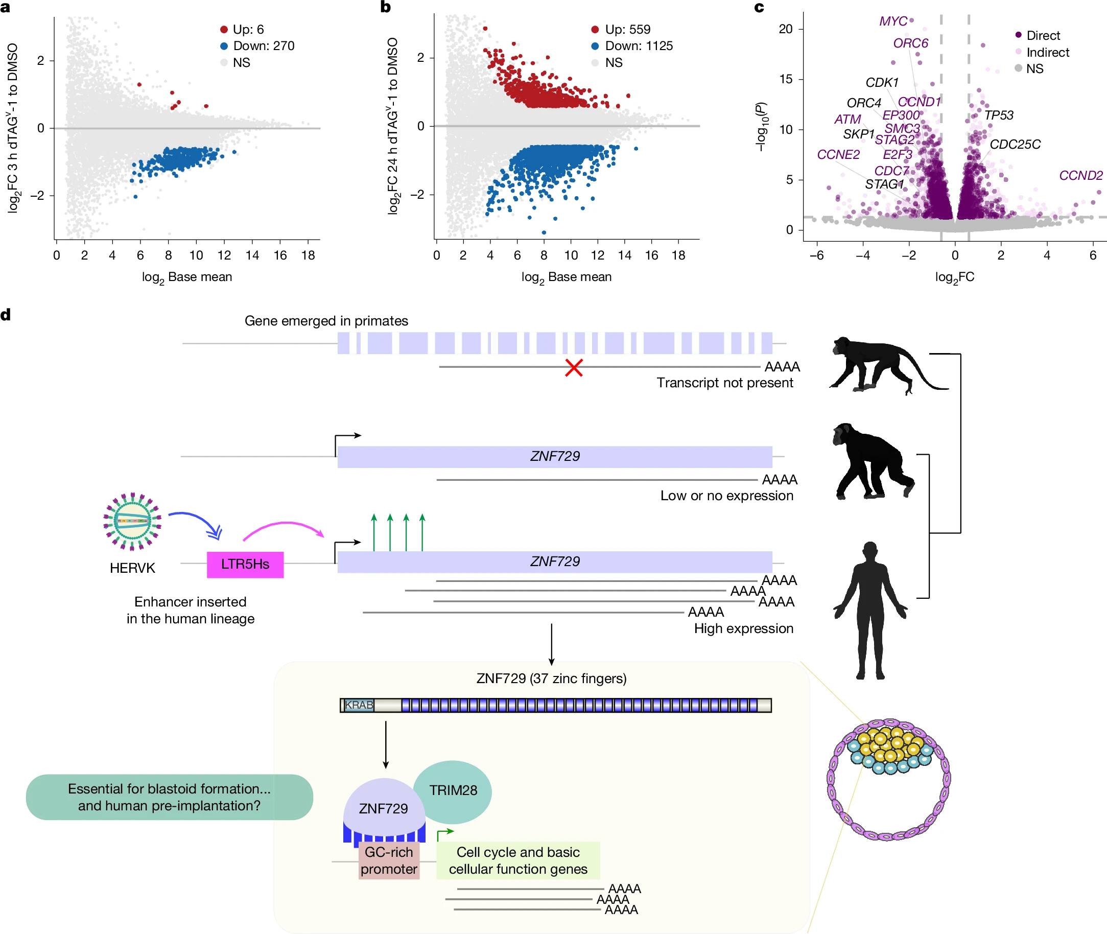 研究表明,古代病毒DNA对人类胚胎发育至关重要