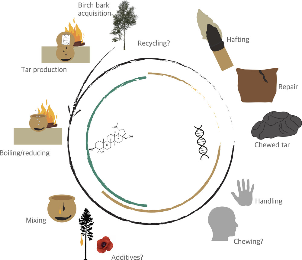 古代口香糖告诉我们关于新石器时代社区的信息