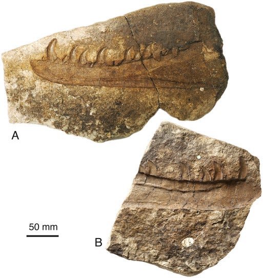 曾经漫游南威尔士的食肉恐龙新物种:一场成像技术革命